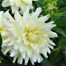 Load image into Gallery viewer, Moonstruck Dahlia Tuber - MONS
