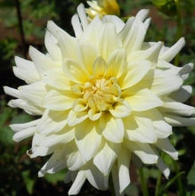 Load image into Gallery viewer, Moonstruck Dahlia Tuber - MONS
