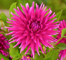Load image into Gallery viewer, Purple Gem Dahlia Tuber
