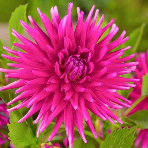 Purple Gem Dahlia Tuber