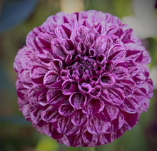 Load image into Gallery viewer, Marble Dahlia Tuber

