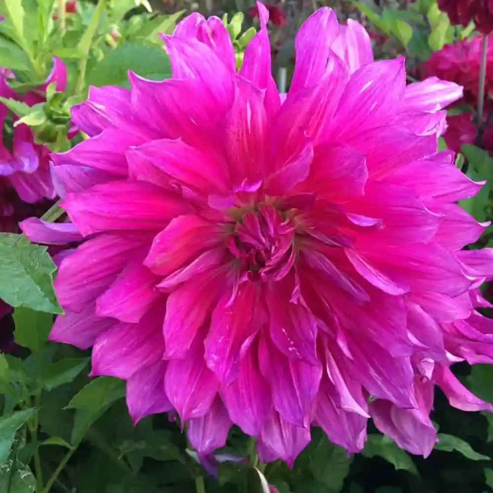 Purple Taiheijo Dahlia Tuber