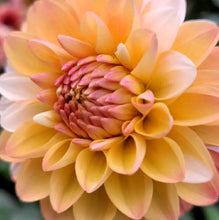 Load image into Gallery viewer, Double Jill Dahlia Tuber

