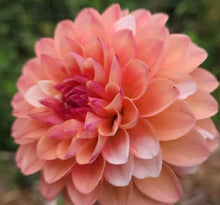 Load image into Gallery viewer, Double Jill Dahlia Tuber
