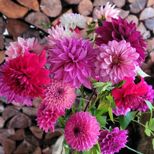 Load image into Gallery viewer, A Mystery Dahlia Value Pack - 5 Tubers
