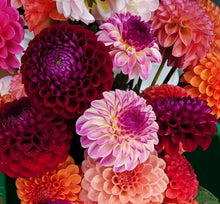 Load image into Gallery viewer, A Dahlia Value Pack (Named) - 10 Tubers
