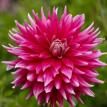 Load image into Gallery viewer, AC Dark Horse Dahlia Tuber - ACDH
