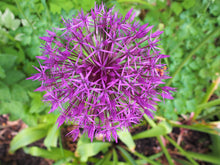 Load image into Gallery viewer, Bulbous Perennial Allium Seeds, Plants
