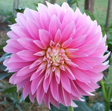 Load image into Gallery viewer, Alloway Candy Dahlia Tuber
