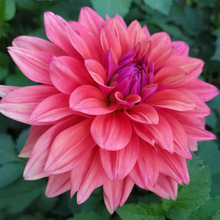 Load image into Gallery viewer, American Dawn Dahlia Tuber - AMD

