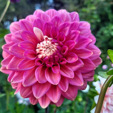 Load image into Gallery viewer, Apple Blossom (Double) Dahlia Tuber
