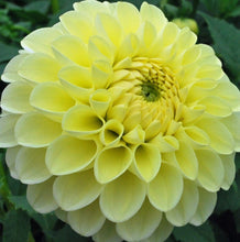 Load image into Gallery viewer, Boom Boom Yellow Dahlia Tuber
