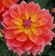 Load image into Gallery viewer, Fire Pot Dahlia Tuber
