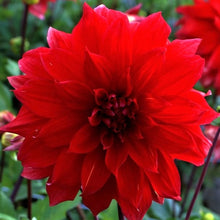 Load image into Gallery viewer, Babylon Red Dahlia Tuber
