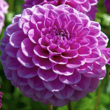 Load image into Gallery viewer, Boy Scout Dahlia Tuber
