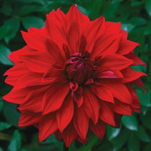 Load image into Gallery viewer, Babylon Red Dahlia Tuber
