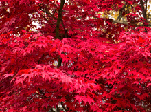 Load image into Gallery viewer, Bloodgood Japanese Maple Tree
