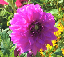 Load image into Gallery viewer, Blue Boy Dahlia Tuber
