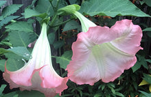 Load image into Gallery viewer, Brugmansia: Seeds, Cuttings, Plants
