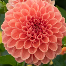Load image into Gallery viewer, CHi Chuckles Dahlia Tuber

