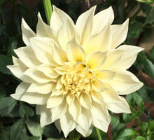 Load image into Gallery viewer, Cafe au Lait Dahlia Tuber
