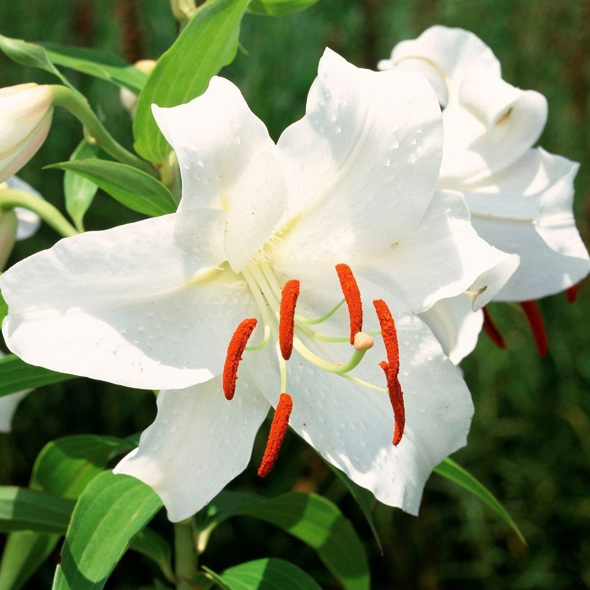 Casablanca Oriental Lily – Deva's Gardens