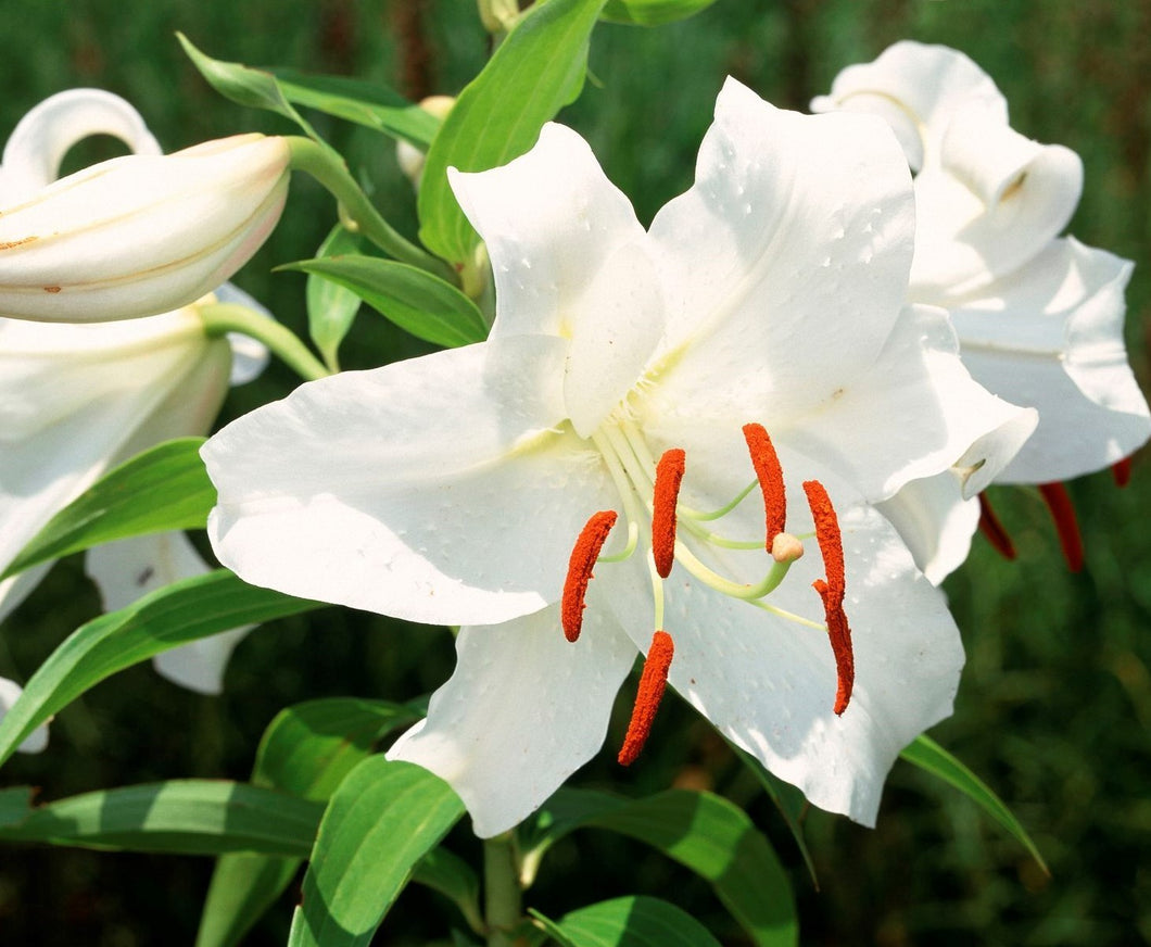 Casablanca Oriental Lily