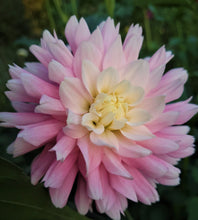 Load image into Gallery viewer, Chilson&#39;s Pride Dahlia Tuber - CHIL
