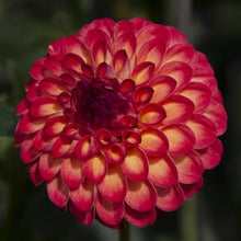 Load image into Gallery viewer, Clearview Blaze Dahlia Tuber
