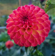 Load image into Gallery viewer, Clearview Blaze Dahlia Tuber
