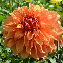 Load image into Gallery viewer, Clyde&#39;s Choice Dahlia Tuber
