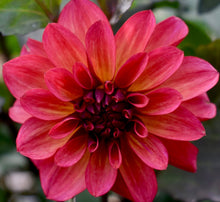 Load image into Gallery viewer, Groovy Dahlia Tuber
