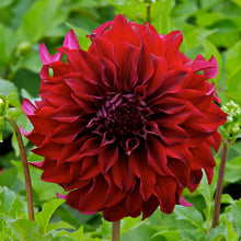 Load image into Gallery viewer, Spartacus Dahlia Tuber - SPT
