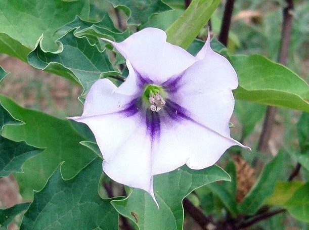 Purple Datura Seeds