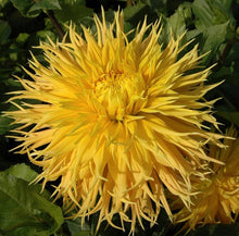 Load image into Gallery viewer, Encore Dahlia Tuber - ENC
