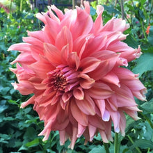 Load image into Gallery viewer, Fairway Spur Dahlia Tuber - FWS
