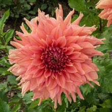 Load image into Gallery viewer, Fairway Spur Dahlia Tuber

