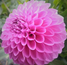 Load image into Gallery viewer, Ferncliff Doris Dahlia Tuber
