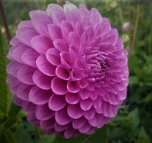 Load image into Gallery viewer, Ferncliff Doris Dahlia Tuber
