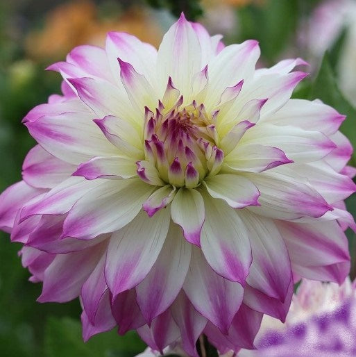 Ferncliff Illusion Dahlia Tuber FERN Deva's Gardens