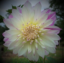 Load image into Gallery viewer, Ferncliff Illusion Dahlia Tuber
