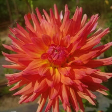 Load image into Gallery viewer, Ferncliff Tropics Dahlia Tuber
