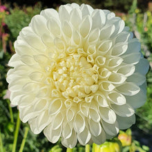 Load image into Gallery viewer, Ferncliff Snowstorm Dahlia Tuber

