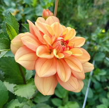 Load image into Gallery viewer, Garden Time Dahlia Tuber
