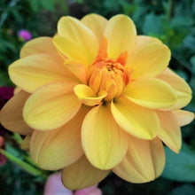 Load image into Gallery viewer, Ginger Snap Dahlia Tuber
