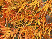 Load image into Gallery viewer, Viridis Japanese Maple Tree
