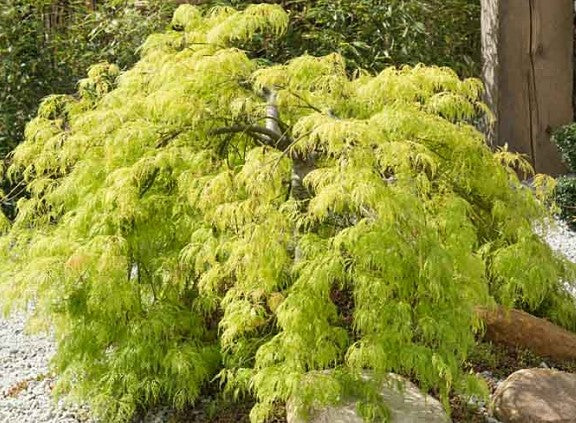 Viridis Japanese Maple Tree