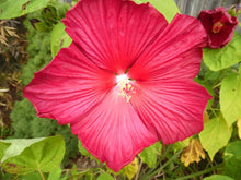 Load image into Gallery viewer, Perennial Hibiscus Seeds Mix
