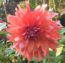 Load image into Gallery viewer, Holland Festival Dahlia Tuber
