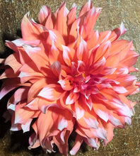Load image into Gallery viewer, Holland Festival Dahlia Tuber
